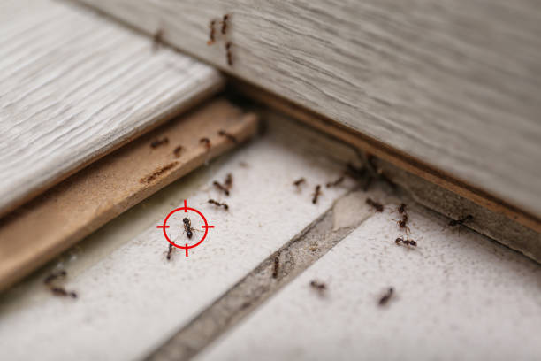 Best Residential Pest Control  in Panther Valley, NJ